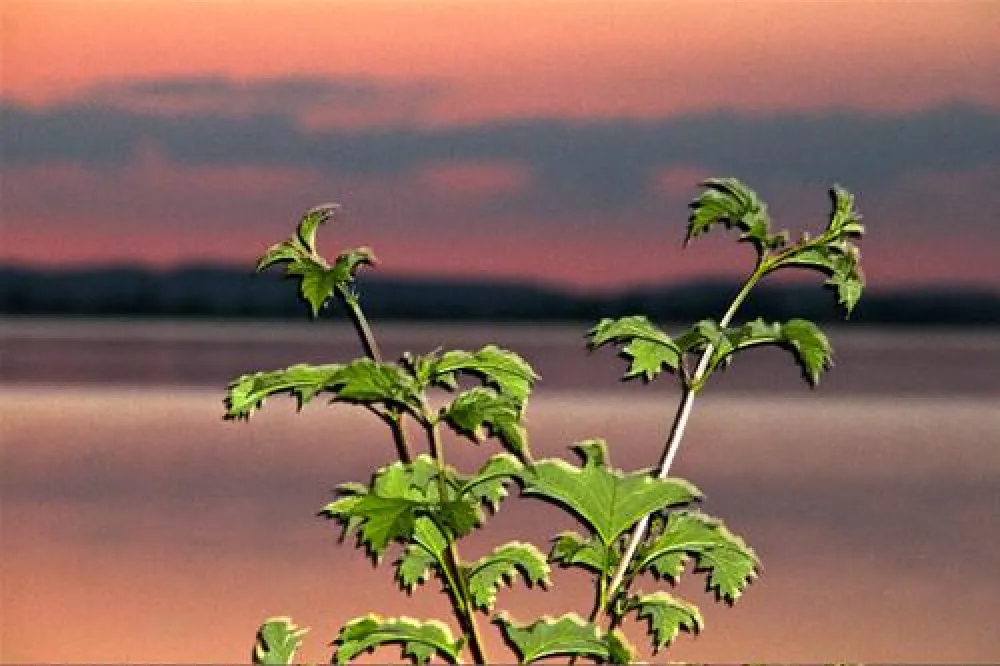 Campingplatz Renken am Kochelsee