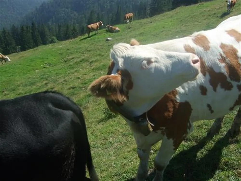 Campingplatz Renken am Kochelsee