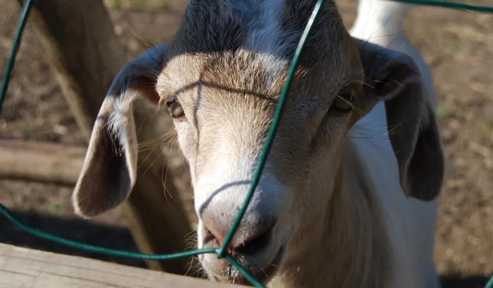 Svendborg Sund Camping