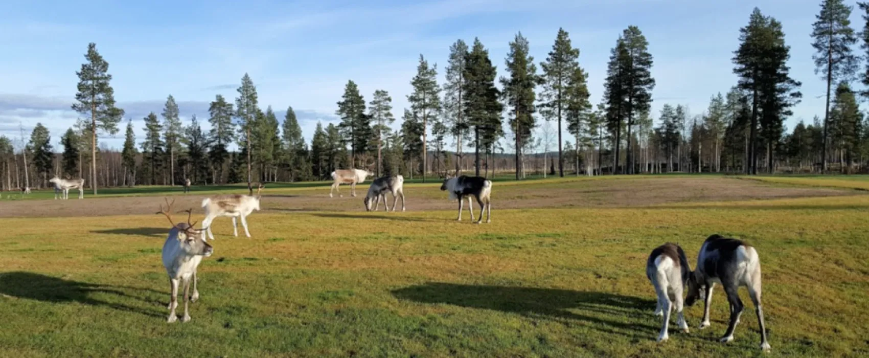 Levilehto Apartments