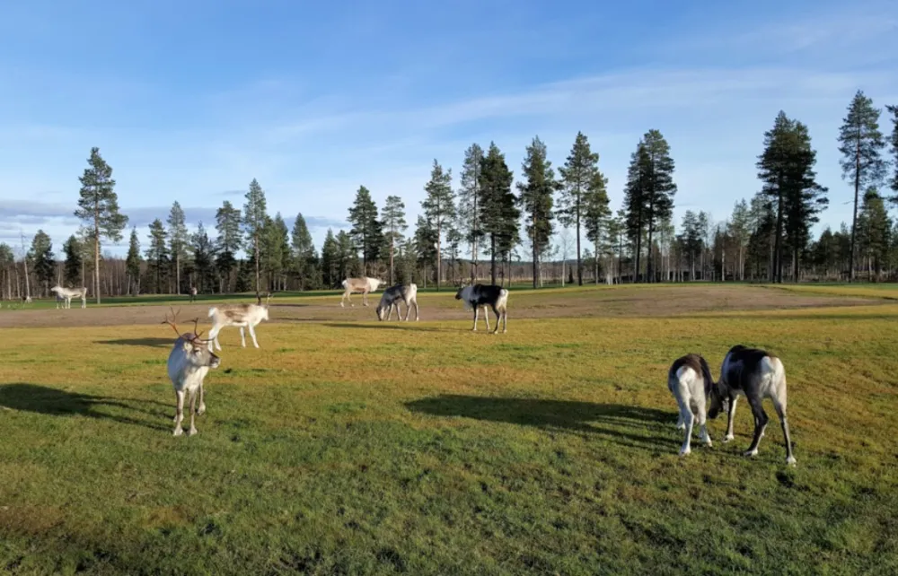 Levilehto Apartments