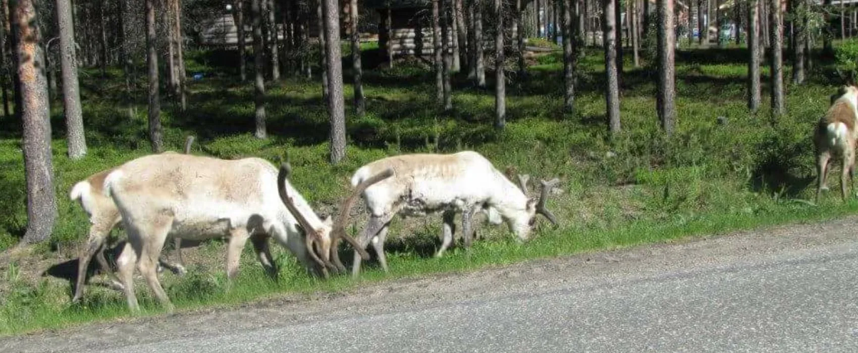 Levilehto Apartments