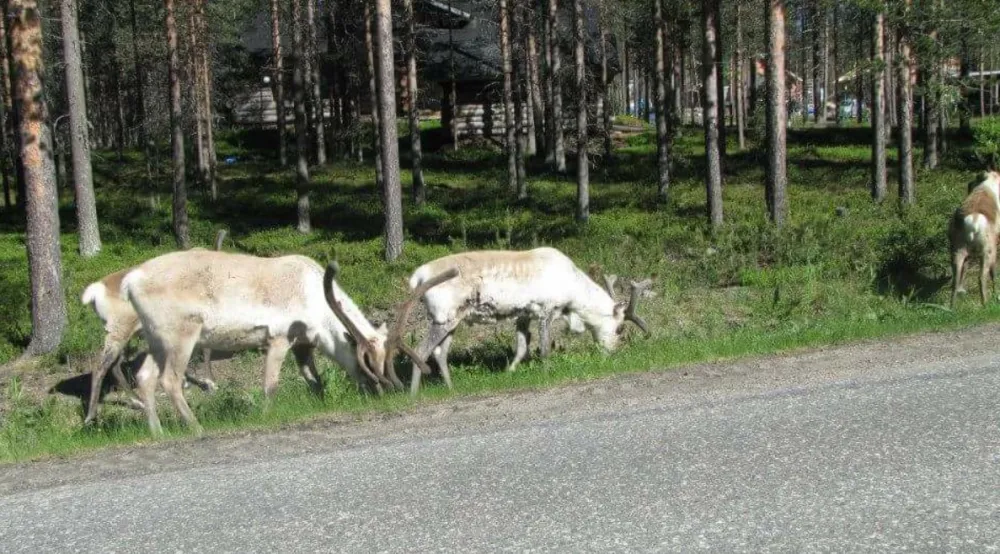 Levilehto Apartments