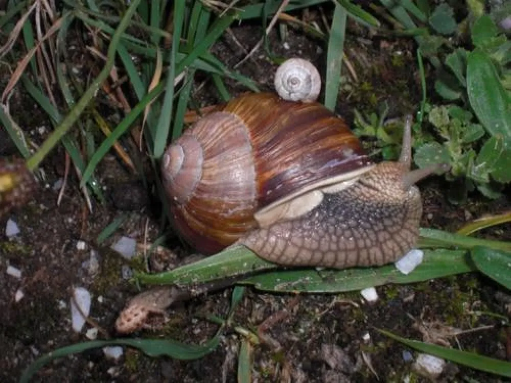 Kennemer Duincamping de Lakens