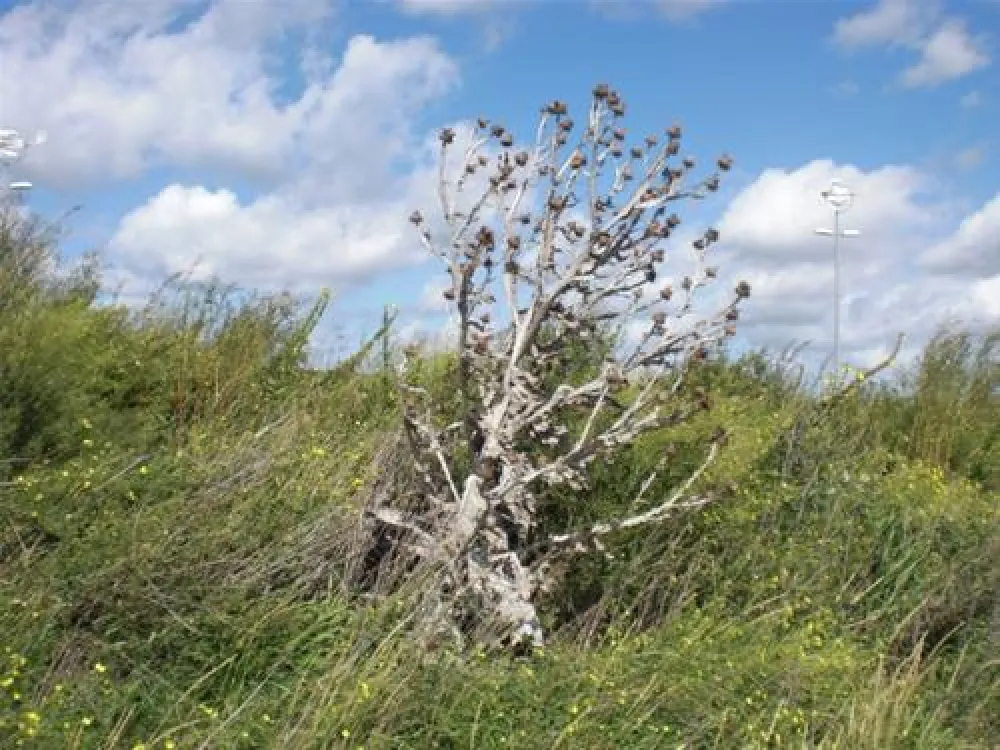 Kennemer Duincamping de Lakens