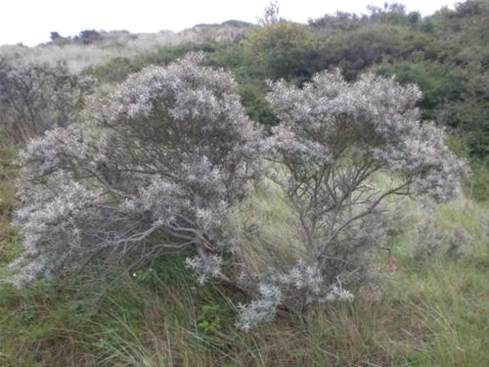 Kennemer Duincamping de Lakens