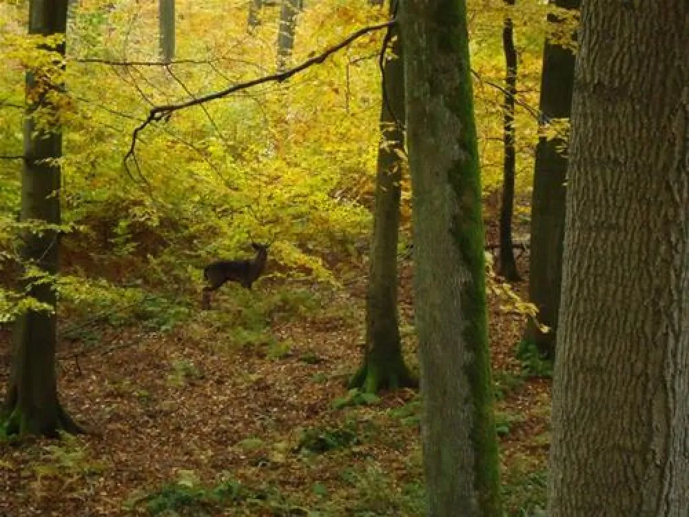 Weserbergland-camping