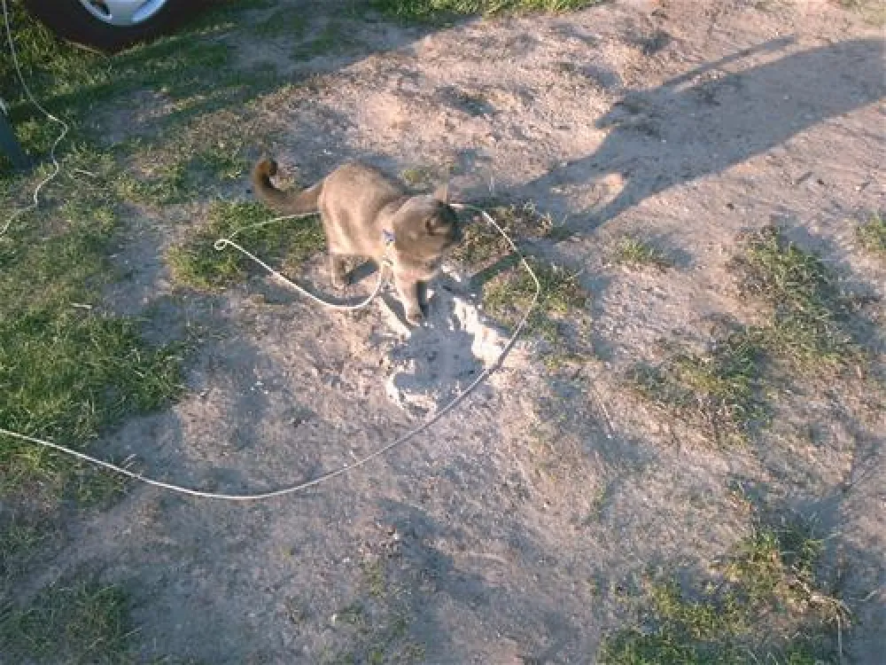 Lakolk Strand Camping