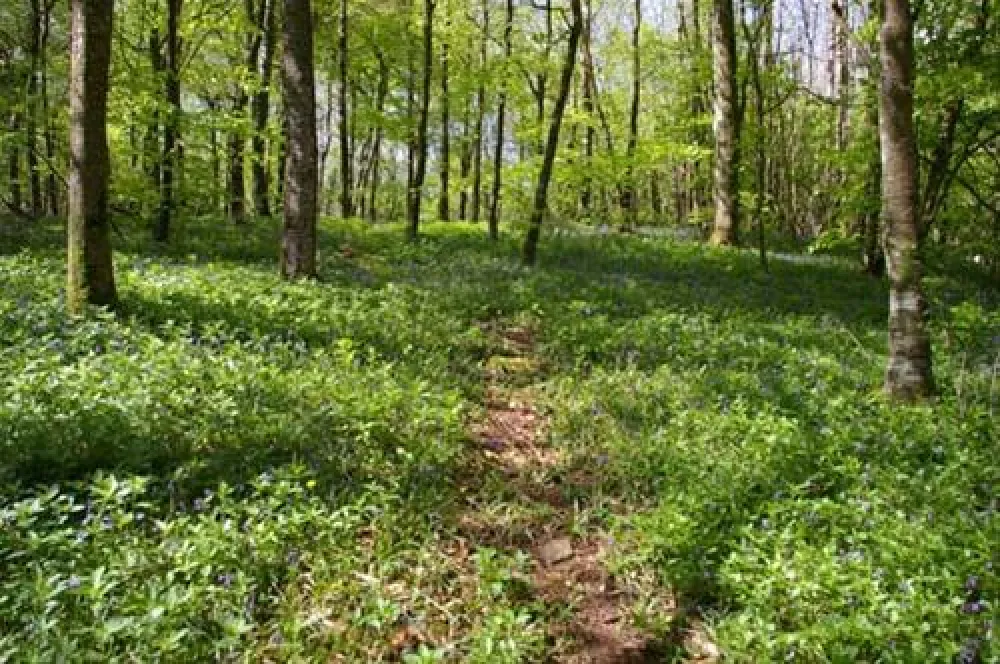 Whitehill Country Park