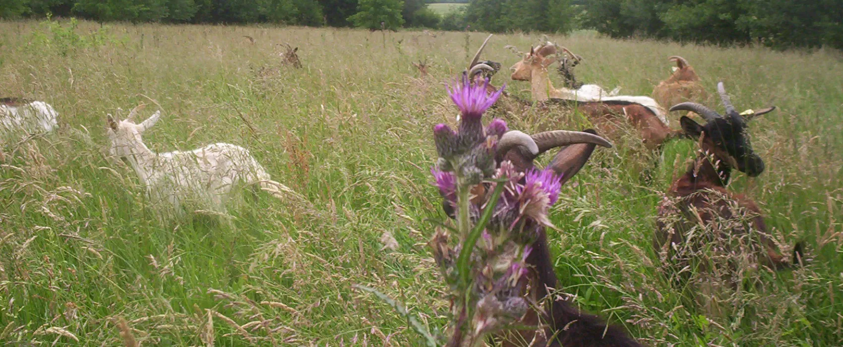 Camping La ferme des Maziers