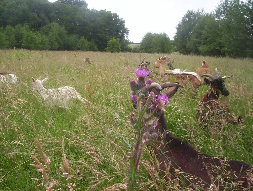 Camping La ferme des Maziers