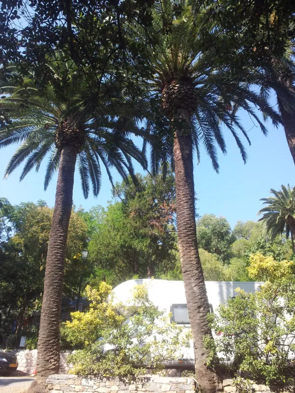 Campeggio Eucalyptus