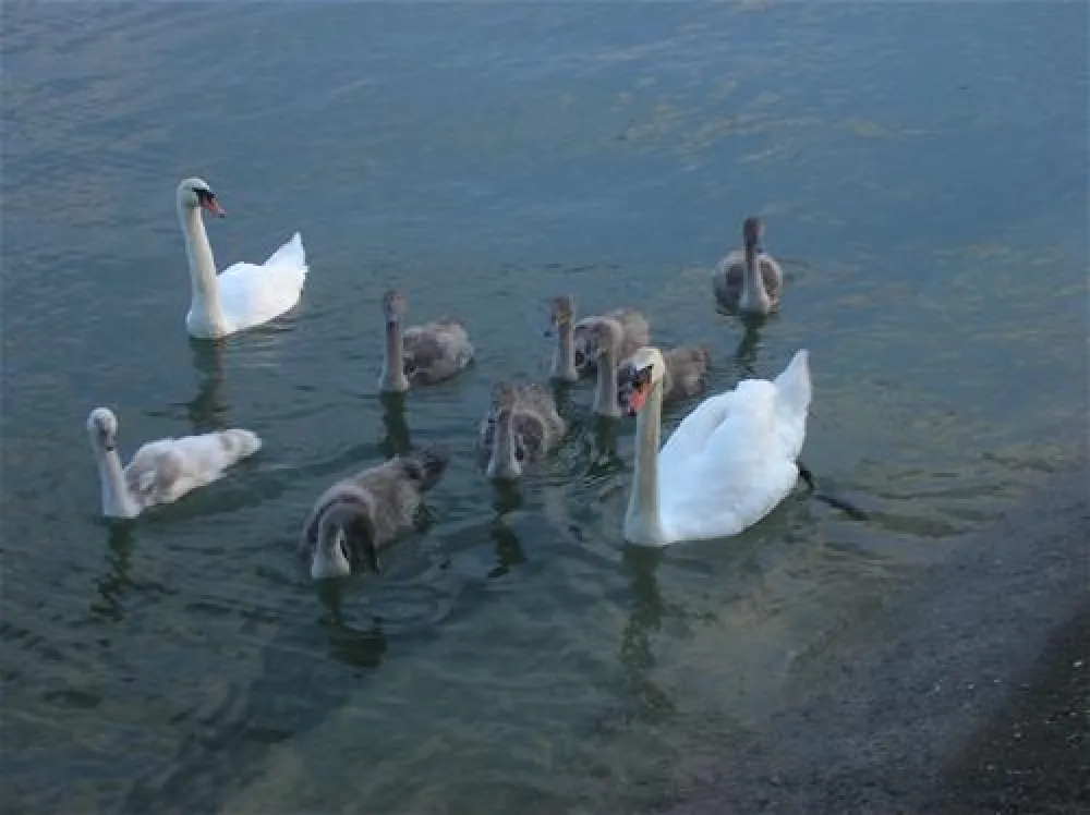 Park-Camping Lindau am See