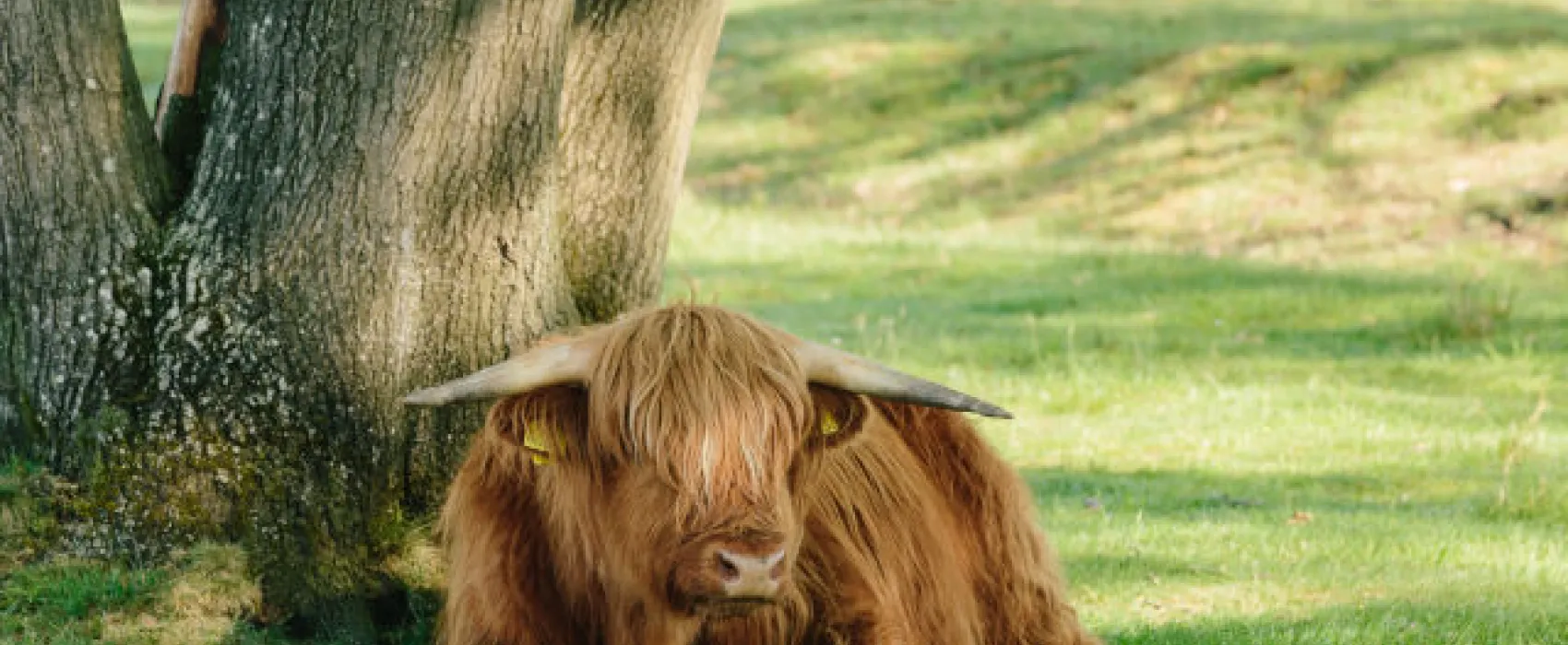 Camping De Toffe Peer