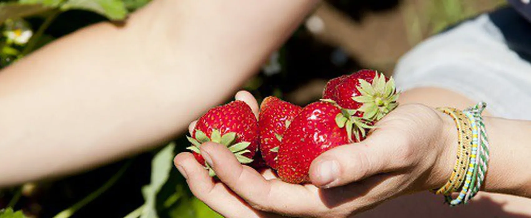 Camping Groot Antink