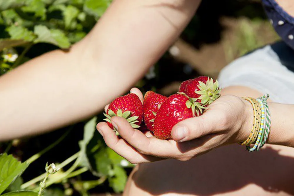 Camping Groot Antink