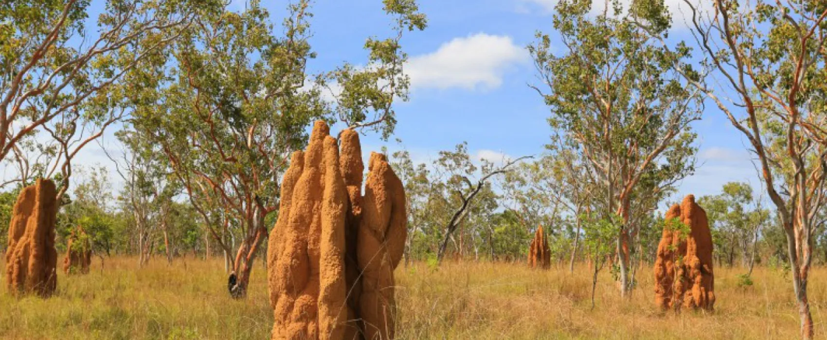 BIG4 Hayes Creek Holiday Park