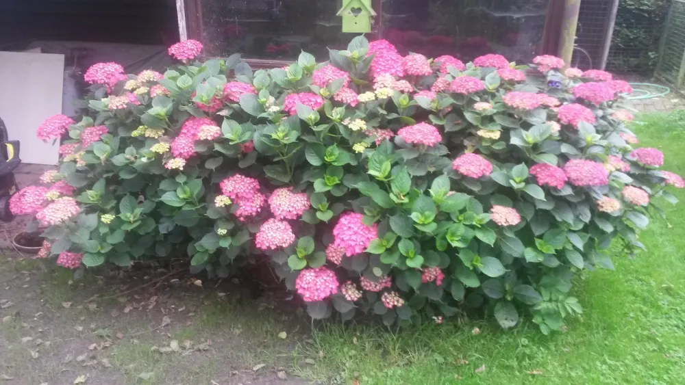 Camping het Moasland