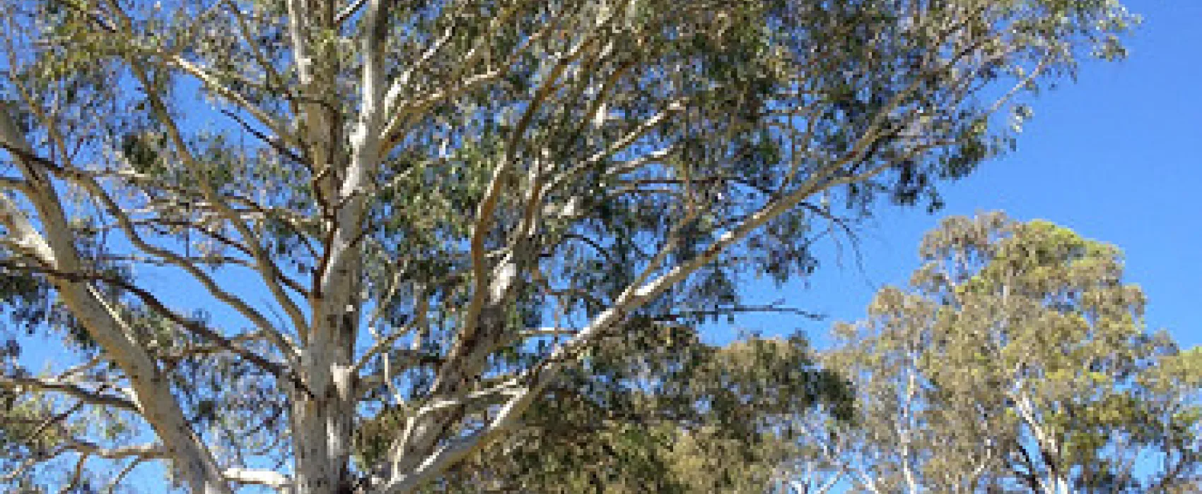 Old Ford Reserve Campground