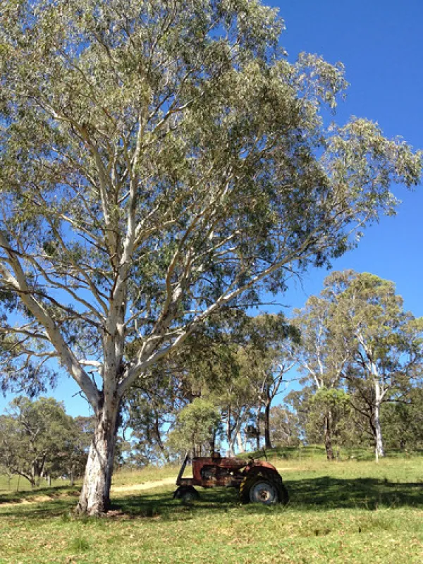 Old Ford Reserve Campground