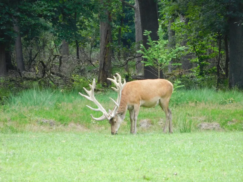 Park de Hoge Veluwe