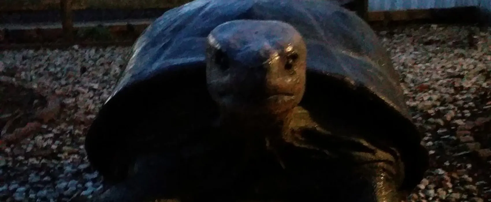 Carol Lynn Resorts East LLC