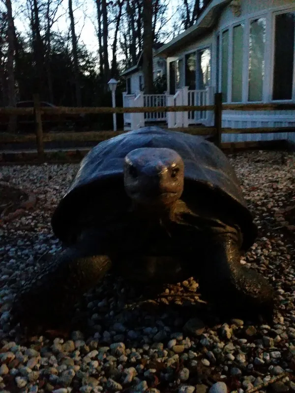 Carol Lynn Resorts East LLC