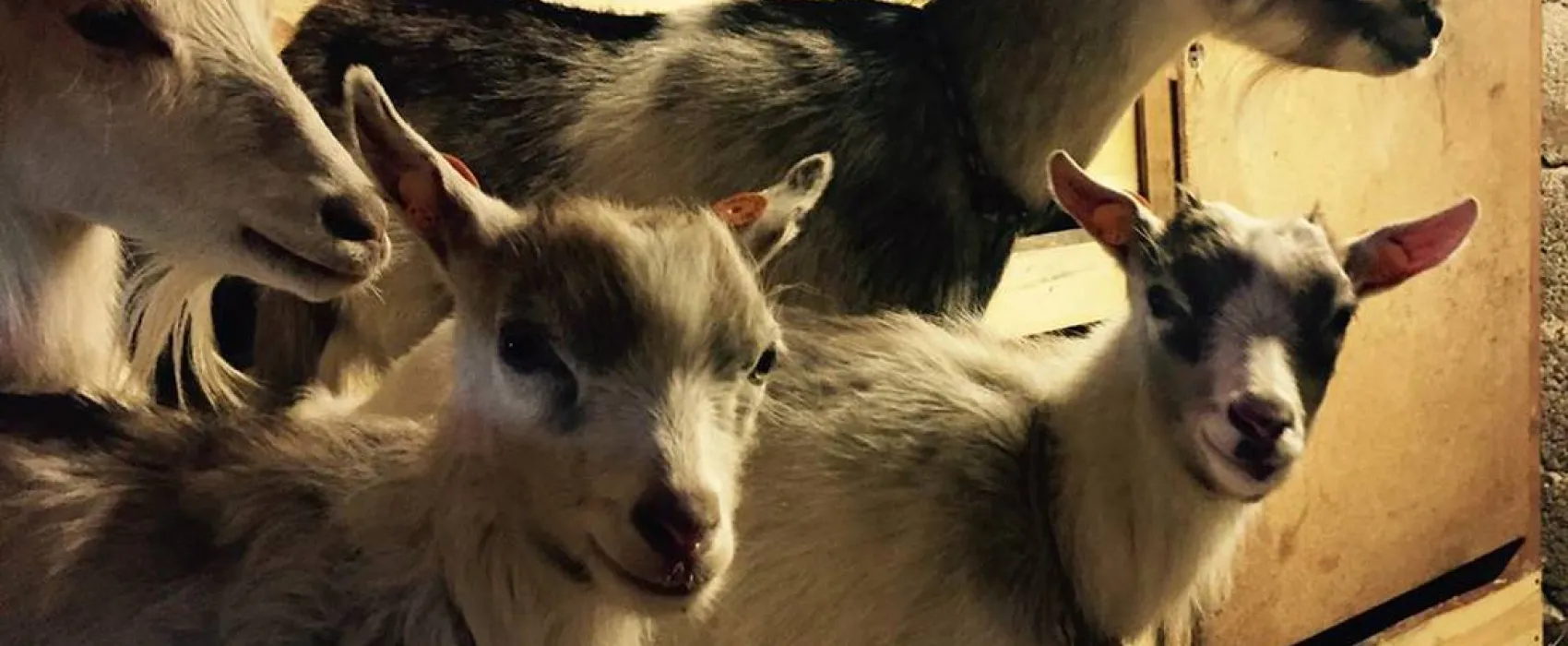 Camping Upes Dizvietas