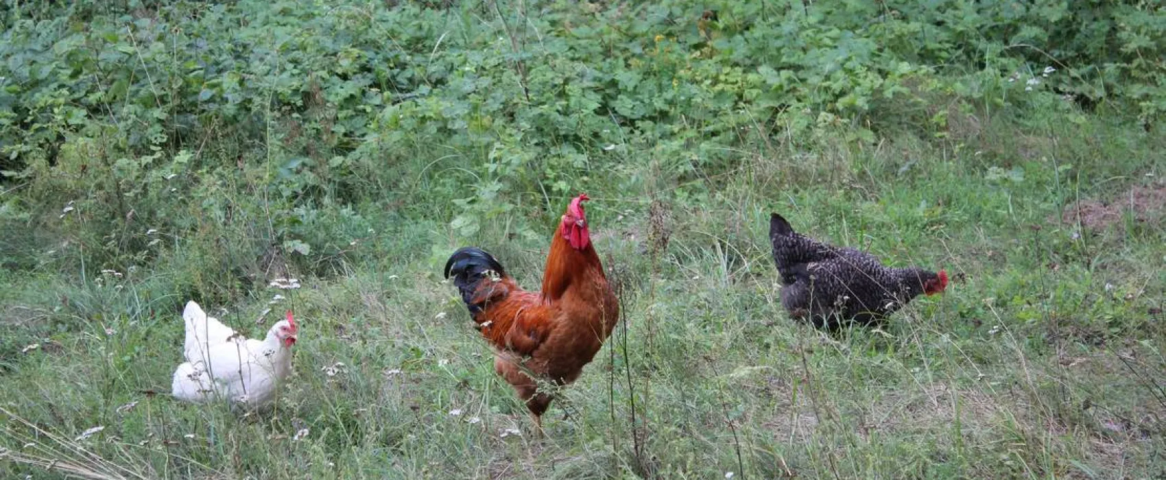 Camping Upes Dizvietas