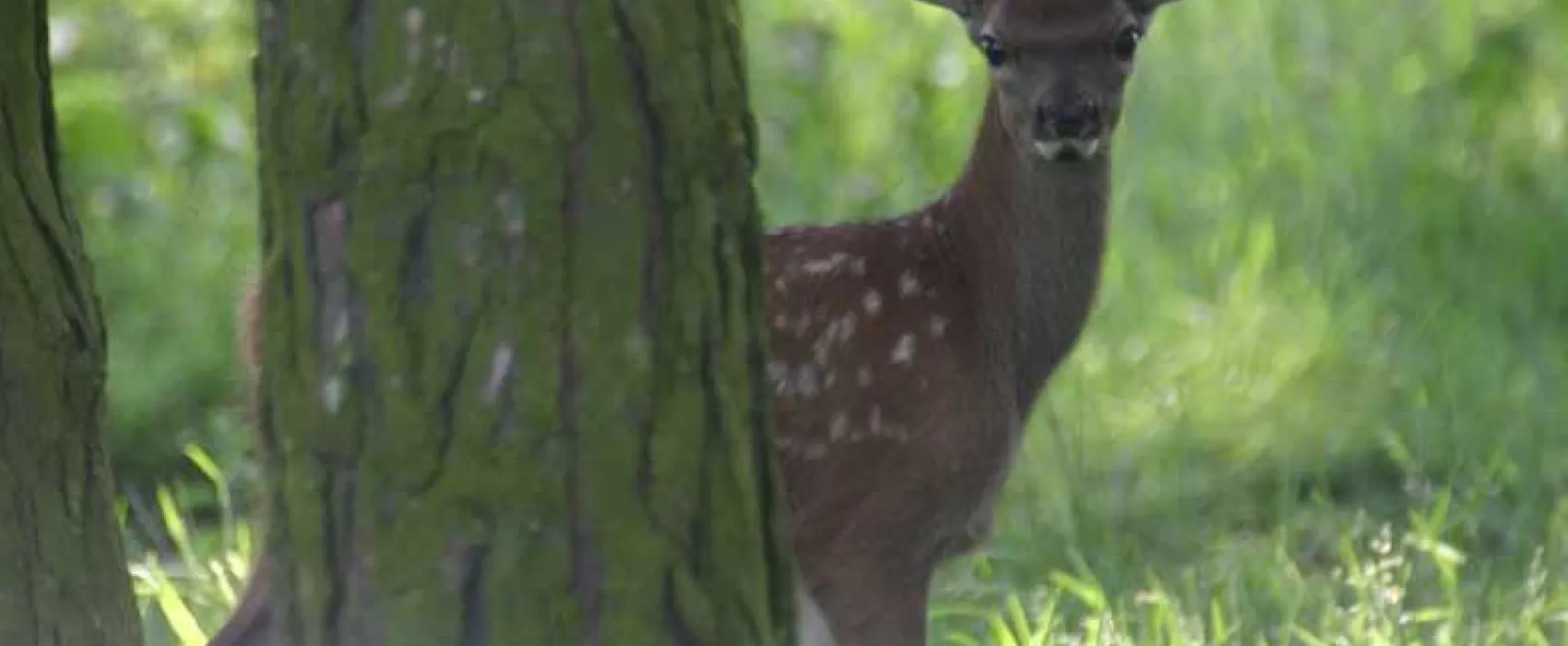 Normanby Hall Country Park