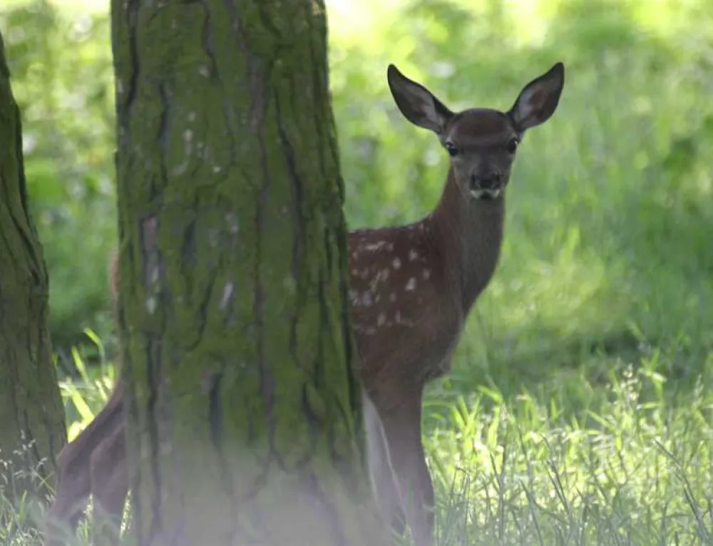 Normanby Hall Country Park