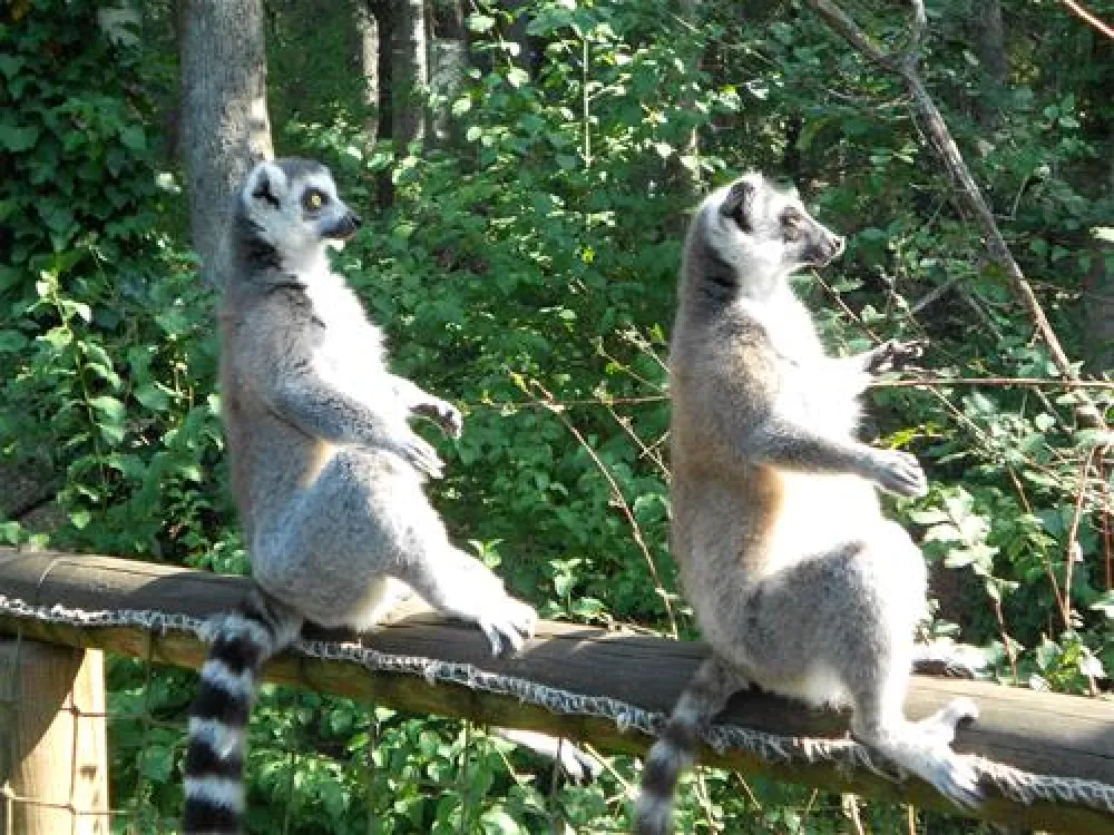 Camping Les Pialades  