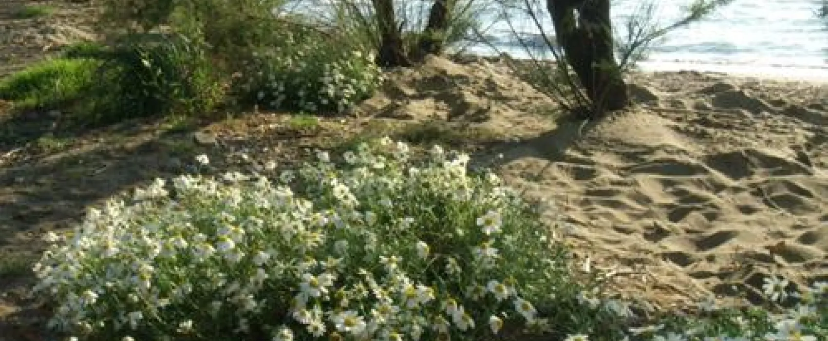 Campeggio Bocche D`albegna