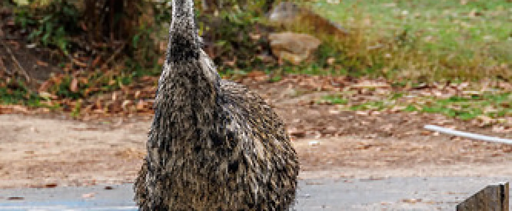 Smith Mill Campground