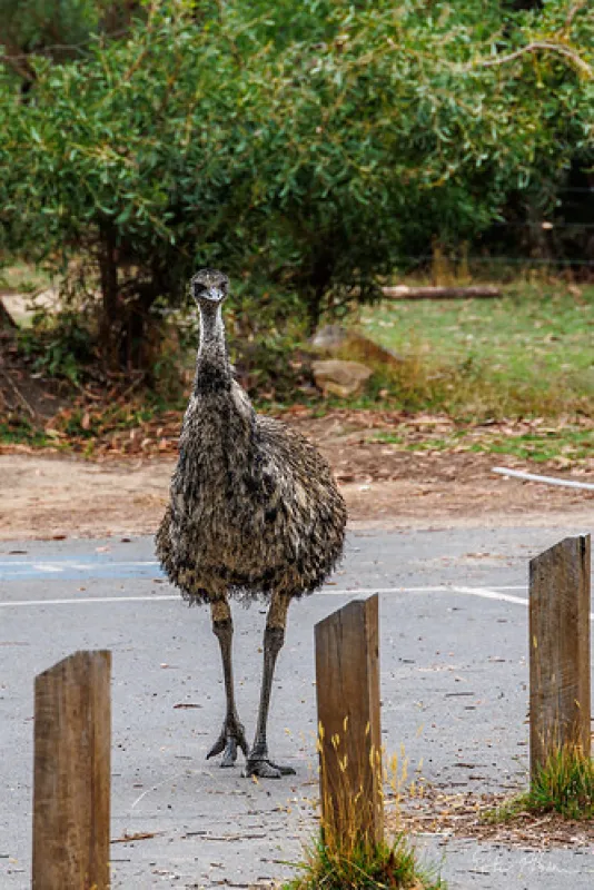 Smith Mill Campground