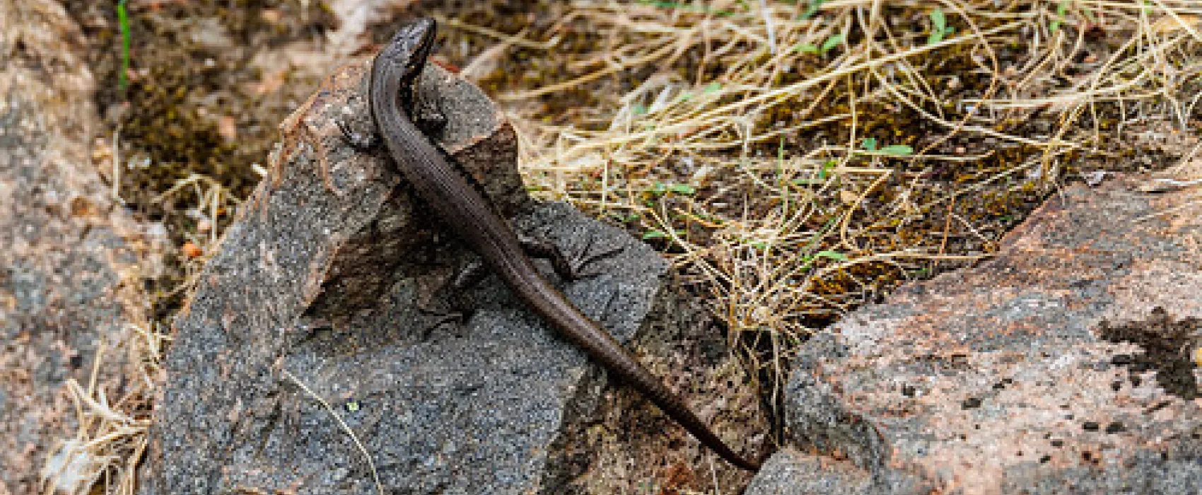 Smith Mill Campground