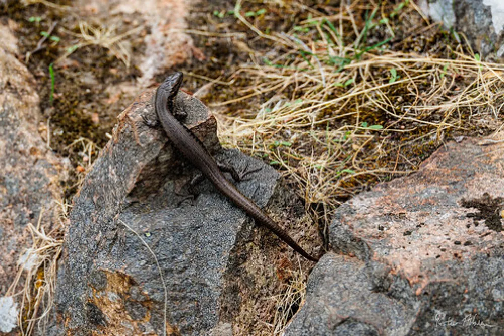 Smith Mill Campground