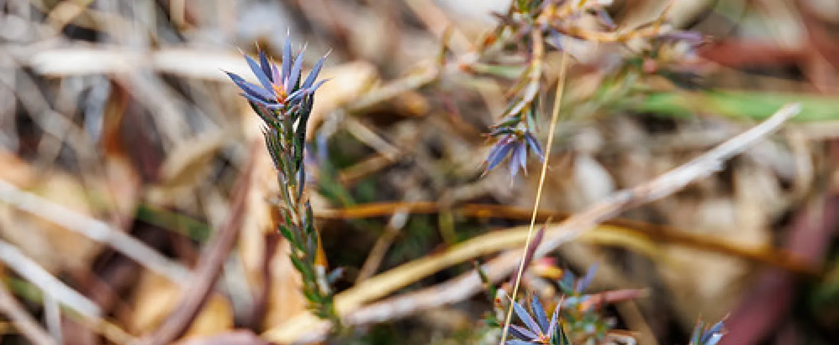 Smith Mill Campground