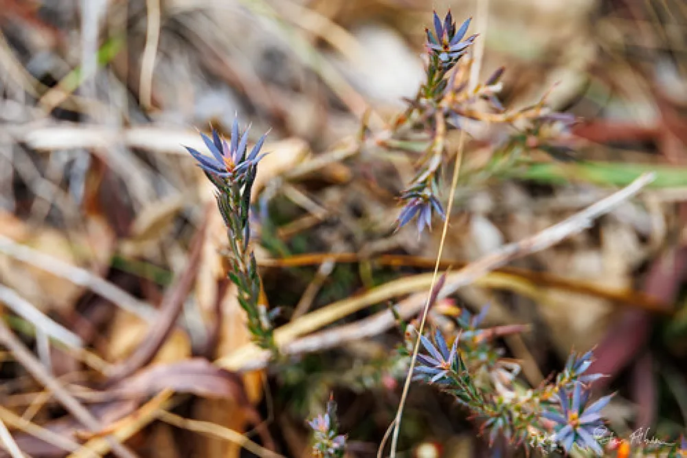 Smith Mill Campground