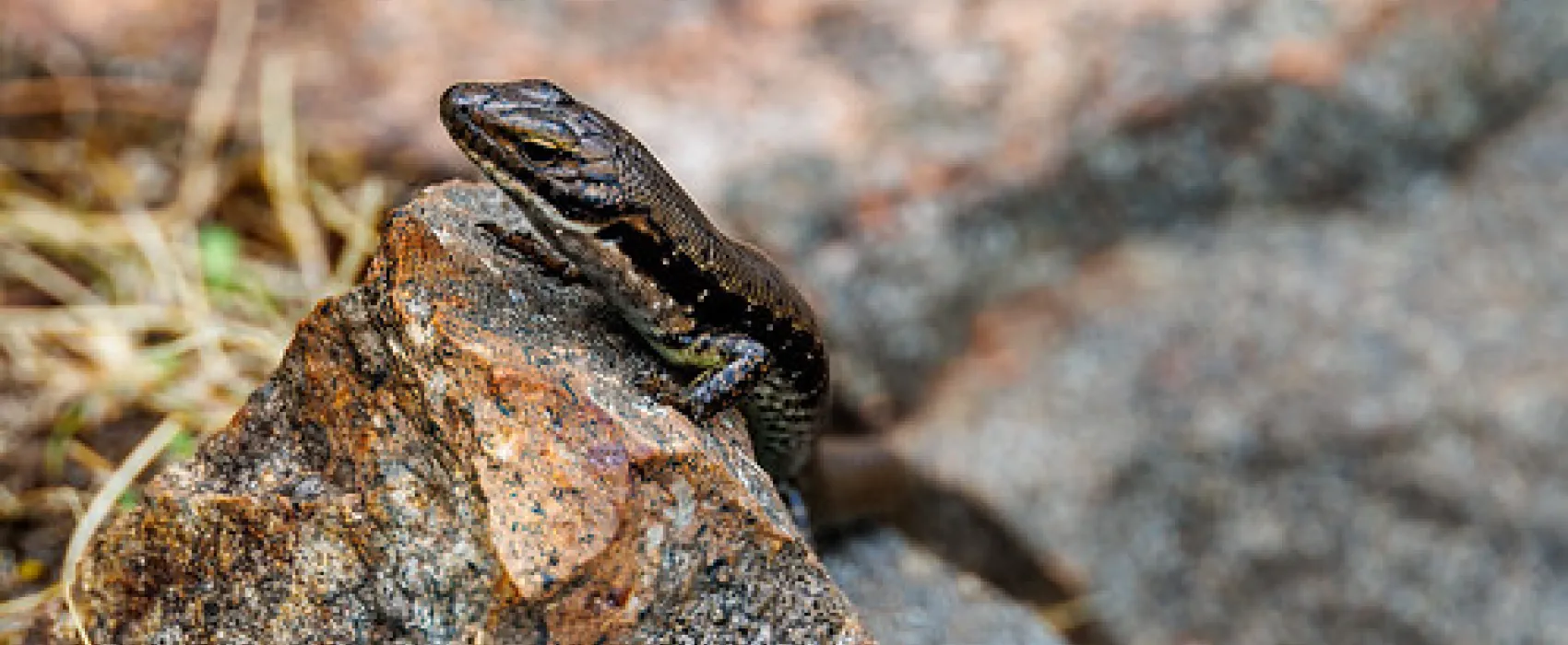 Smith Mill Campground