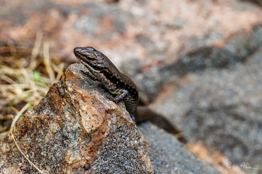Smith Mill Campground