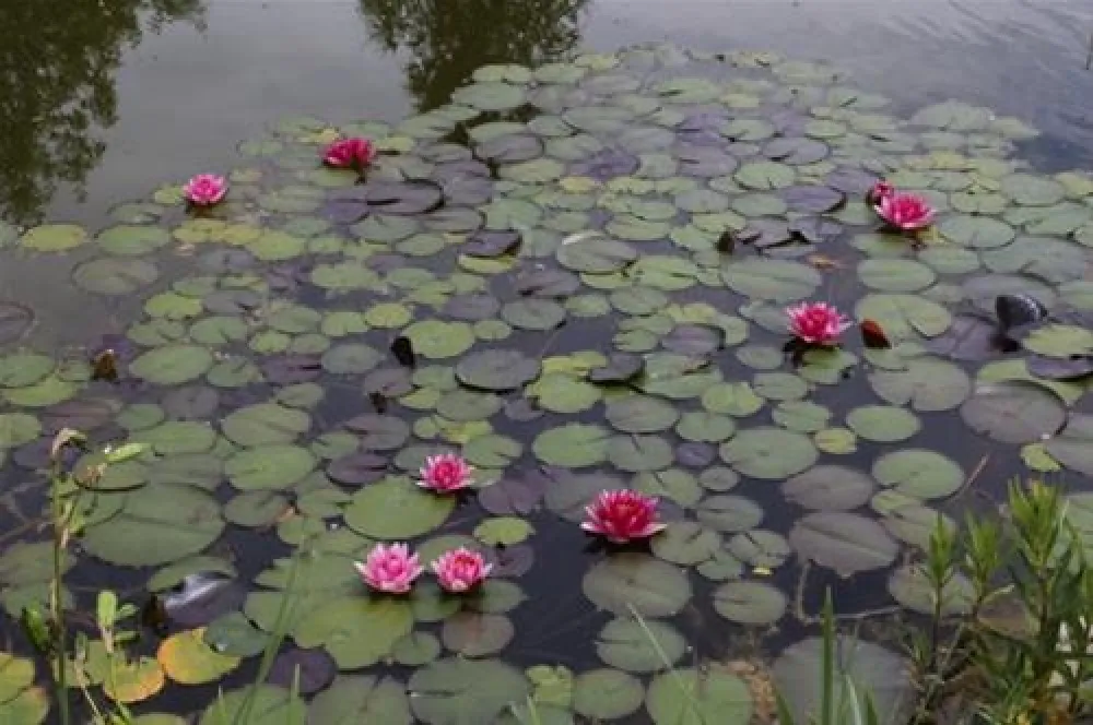 50plus Campingpark Fisching