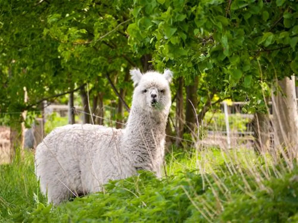 Camping am Wiesengrund