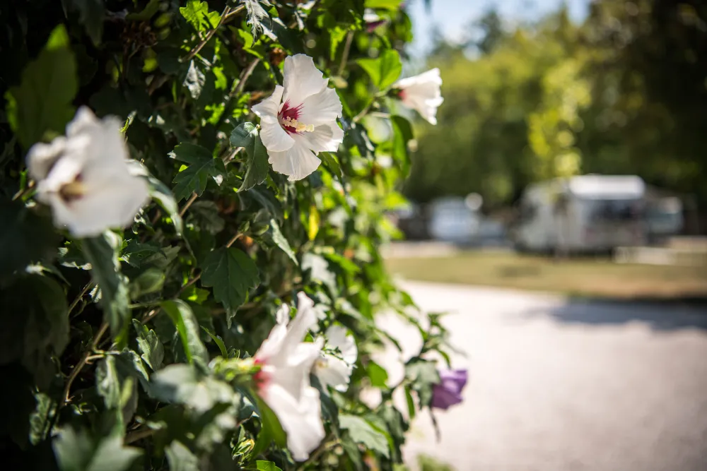 Arena Camping & Guesthouse Budapest