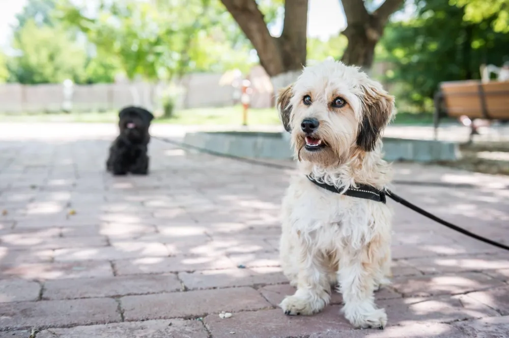 Arena Camping & Guesthouse Budapest