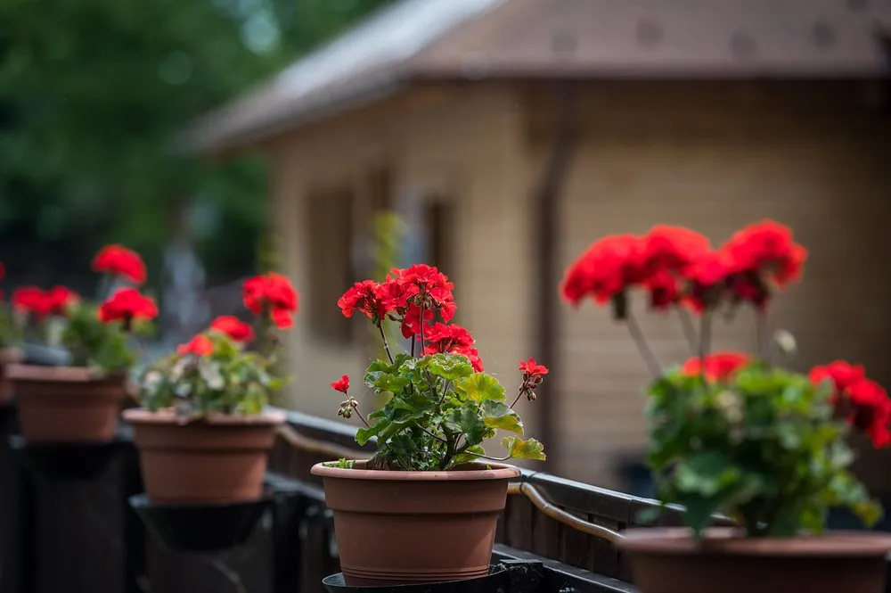 Arena Camping & Guesthouse Budapest