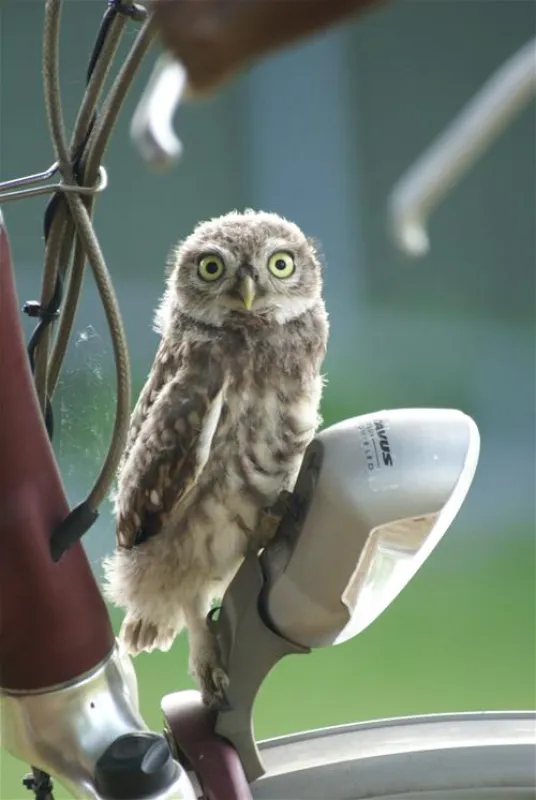 Camping De Boomgaard