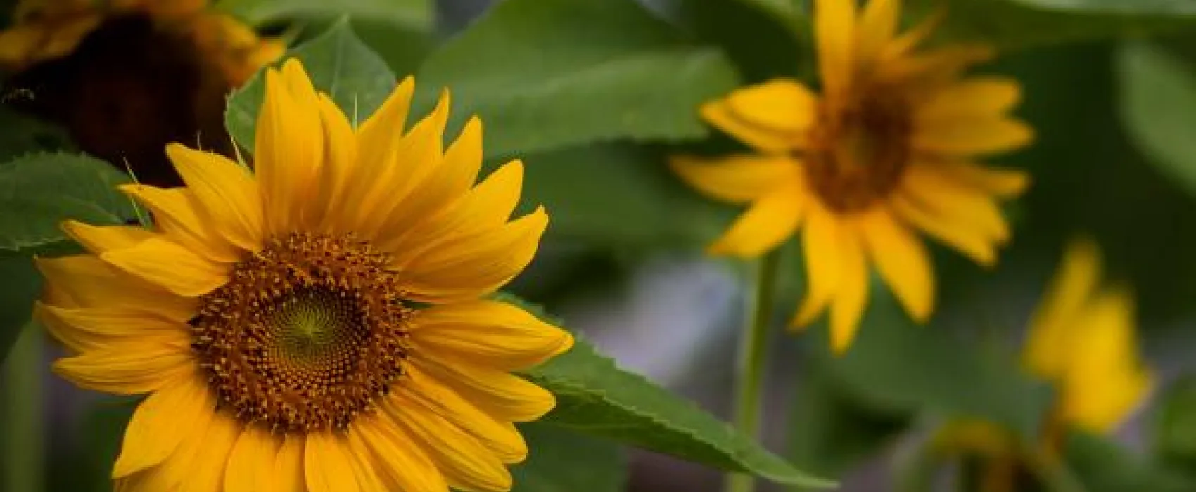 Woodall's Mobile Home Village & RV Park