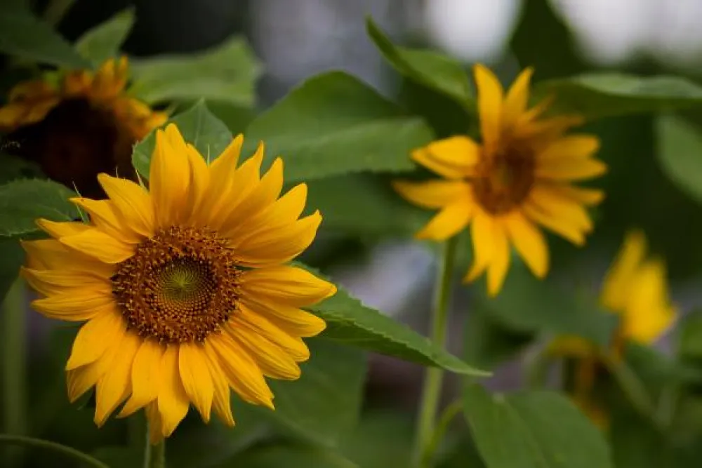 Woodall's Mobile Home Village & RV Park