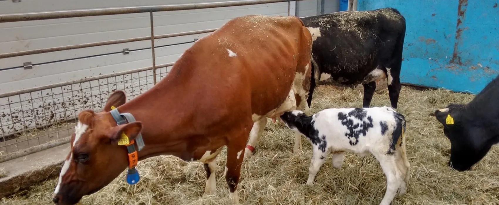 Boerencamping Hoeve Sonneclaer